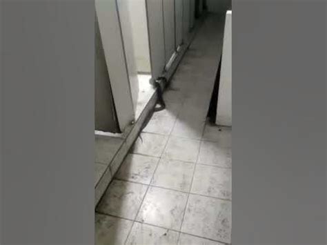 男廁所有一條蛇